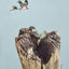 THE BIRDS AND THE LIZARD - AHW Studio
